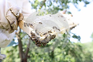 Beemaster in protective workwear inspecting honeycomb frame