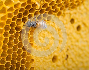 Close up bees
