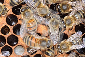 Close up of Bees in a beehive with wax cells behind containing Bee Larvae.