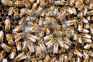 Close Up Of Bees On Beeswax Honeycomb In Hive