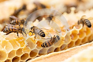 Close Up Of Bees On Beeswax Honeycomb In Hive