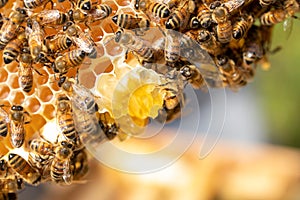 Close Up Of Bees On Beeswax Honeycomb In Hive photo