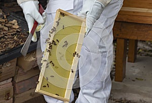 Close up of Bees on a brood frame