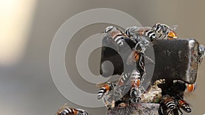 Close-up of Bees congregate on the tap to drink water