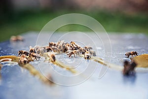 Close up of bees eating honey. Beekeeping concept. Flying bees.