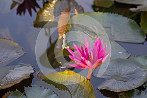 Close up bees on flower. Honey bee collecting pollen at pink lotus