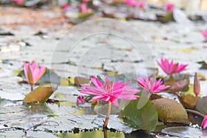 Close up bees on flower. Honey bee collecting pollen at pink lotus