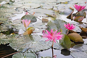 Close up bees on flower. Honey bee collecting pollen at pink lotus