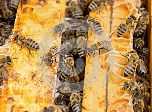 Close up of bees on honeycomb in beehive, selective focus