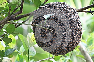 Close up of bees on honeycomb with lemon tree.Hives in an apiary