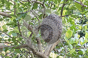Close up of bees on honeycomb with lemon tree.Hives in an apiary