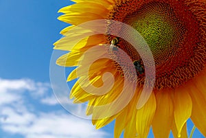 Close up of bees on a sunflower with blue sky background