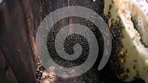 Close up of bees working on honeycomb with honey slices nectar into cells inside wooden beehive. Selective focus. Beekeeping conce