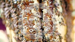 Close up of bees working on honeycomb with honey slices nectar into cells inside wooden beehive. Selective focus. Beekeeping conce