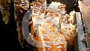 Close up of bees working on honeycomb with honey slices nectar into cells inside wooden beehive. Selective focus. Beekeeping conce