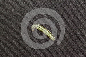 Beet armyworm on black background