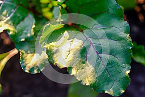 Sugar beetroot tops over the ground, fresh harvest season photo