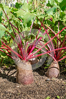 Close-up of beet grows emerging from soil in a garden bed