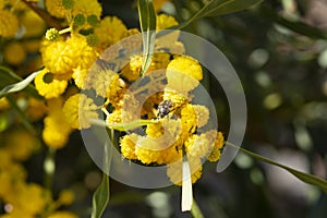 Close-up beetle on a blooming mimosa branch, Acacia pycnantha. Spring floral natural background concept. Copy space.