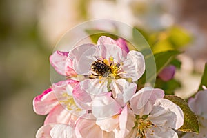 Close-up of a beetle on a pink flower with stamens and buds and a blurred background with bokeh. Blooming branch of