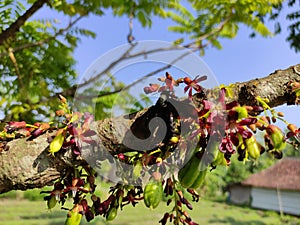 Close up of beetle is sucking a nectars photo