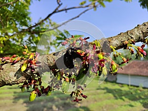 Close up of beetle is sucking a nectars
