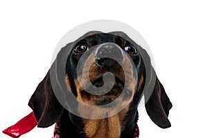 Close up of a begging Teckel puppy wearing red bandana