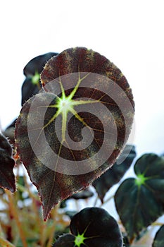 Close up of Begonia leaf (Begonia Alsoniae)