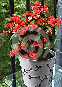 Close up of Begonia Solenia flowers.