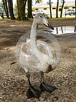 A close-up of a beguiling trumpeter swan in the summertime photo