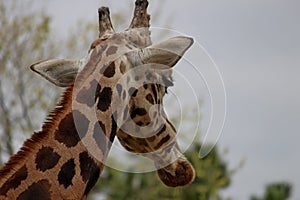 Close-up from behind Giraffe Giraffa camelopardalis
