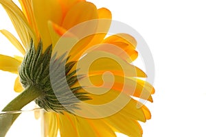 Close up behind of Yellow Gerber daisy flower isolated on white background.