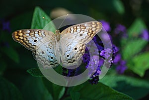 A close-up of a beige, orange and brown butterfly on a purple flower.