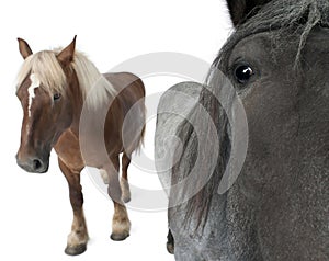 Close-up of Belgian horse