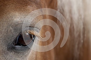 Close-up of Belgian horse, Close-up of Belgian Heavy Horse, Brabancon, a draft horse breed, 10 years old