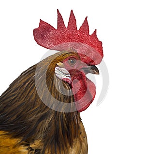 Close-up of a Belgian rooster