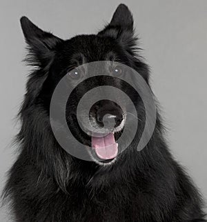 Close-up of Belgian Shepherd Dog, Groenendael