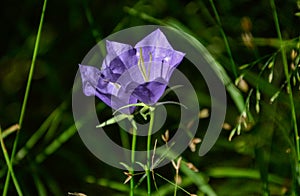 Close up of bellflowers in the forest. Detail photo of Campanula, blossoming bellflower in morning sun rays