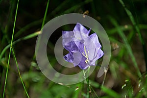 Close up of bellflowers in the forest. Detail photo of Campanula, blossoming bellflower in morning sun rays