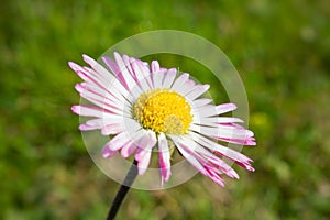 Close up Bellis perennis blooming on the field, is a common European species of daisy, Italy.