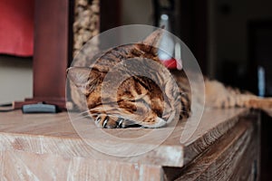 a close up of a bengal cat sleeping