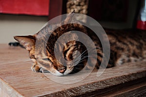 a close up of bengal cat sleeping