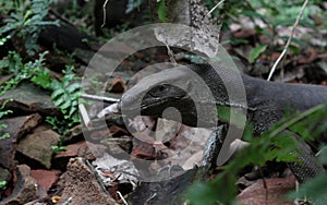 Close up of a Bengal monitor lizard\'s head view (Varanus bengalensis)