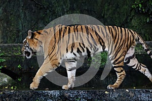 Close up bengal tiger is beautiful animal and dangerous in forest