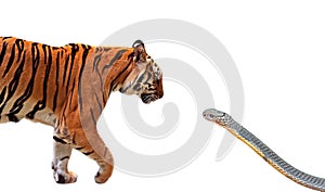 Close up Bengal Tiger and King Cobra Prepare to Attack Each Other Isolated on White Background with Clipping Path