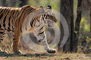 Close-up of Bengal tiger walking in woods