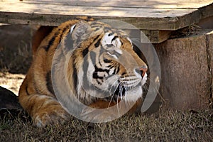 Close up Bengala tiger resting under some wood shelter photo