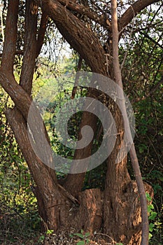 Close up of ber (Indian jujube) fruit tree trunk