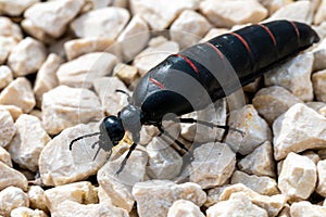 Close-up of Berberomeloe majalis Oil Beetle on Limestone Pebbles, Spain