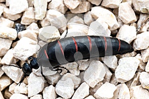 Close-up of Berberomeloe majalis Oil Beetle on Limestone Pebbles, Spain